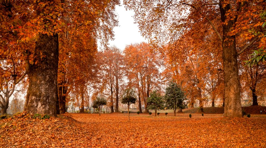 Autumn in Srinagar with Chinar trees and fallen leaves.